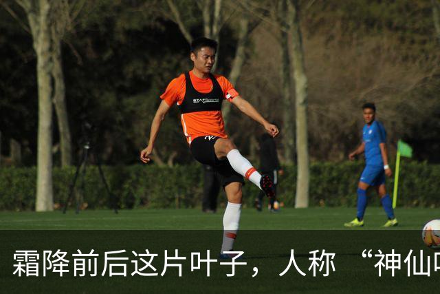 霜降前后这片叶子，人称 “神仙叶”！晒干熬汤泡水喝，润肺疏肝！